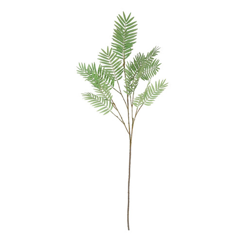 Chamaedorea Spray (160cm)