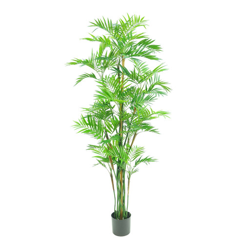 Green Parlour Palm Tree Potted (6ft)
