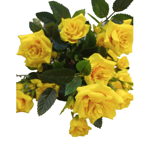 Dark Yellow Diamond Rose Bush