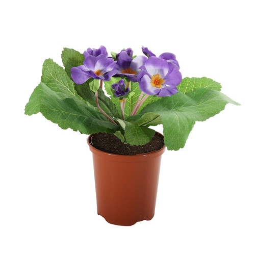 Purple Primula Bush (19cm)