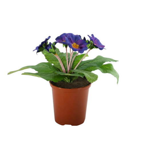 Dark Purple Primula Bush (19cm)