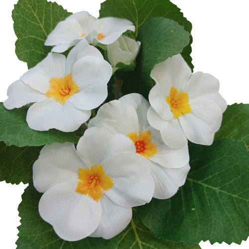 Cream Primula Bush (19cm)