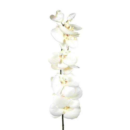 Cream Eternity Orchid