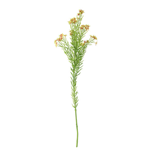 Waxflower Flower Green (68cm)
