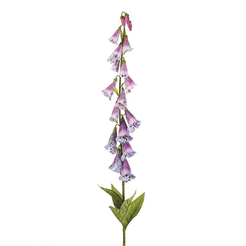 Purple Foxglove (107cm)