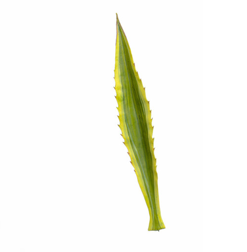 Green Variegated Agave Leaf (60cm)