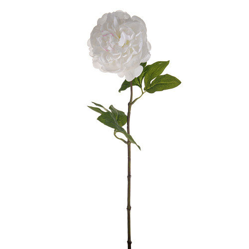 White Sorbet Single Peony Stem (60cm)