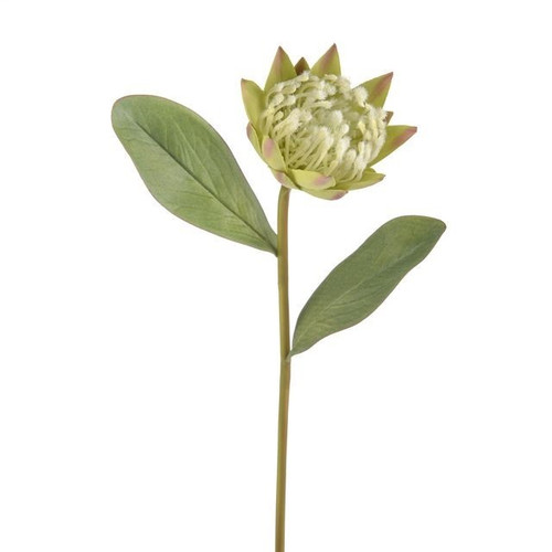 Green Protea (57cm)