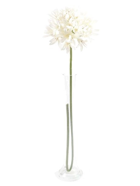 Agapanthus Cream (87Cm)