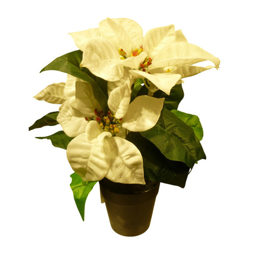 Cream Poinsettia Potted (30cm)