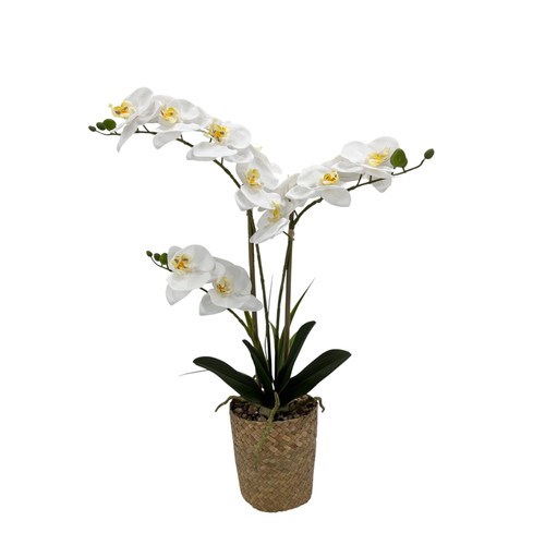 White Orchid with 3 Stems in Woven Basket (53cm H)
