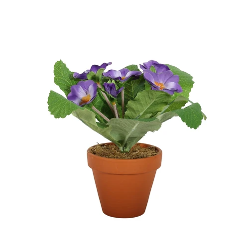 Purple Small Primula Bush in Terracotta Pot (8.5cm)