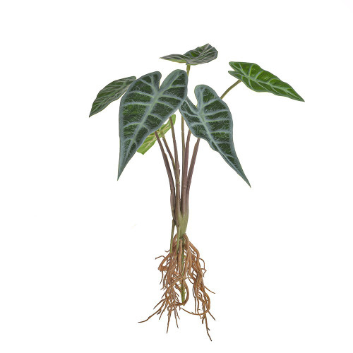 Alocasia Leaves With Roots (30cm)
