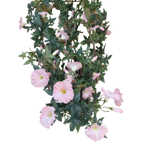 Morning Glory Hanging Bush (100cm)