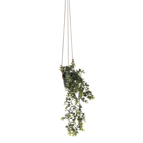 Potted Trailing Eucalyptus Plant (50cm)