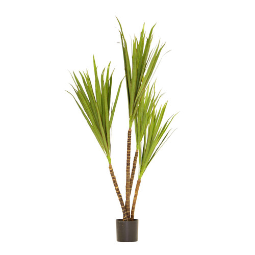 Green Potted Dracena Marginata (2ft)