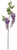 Two Head Wisteria Violet