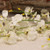 Dancing Orchid White 