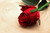 Small Rose Bud Red