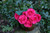 Rose Bunch Fuschia