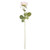 Arundel Open  Rose Cream 