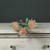 Tintagel Leucospermum Pink