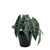 Caladium Potted House Plant (23cm)