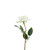 Essential White Rose 