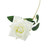 Essential White Rose 