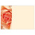 Pack of 6 Large Peach Rose Cards 
