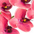 Crushed Raspberry Phalaenopsis Orchid Stem