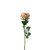 Essential Vintage Blush Garden Rose