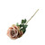Essential Vintage Blush Garden Rose