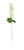 Essential Ivory Arundel Garden Delphinium (77cm)