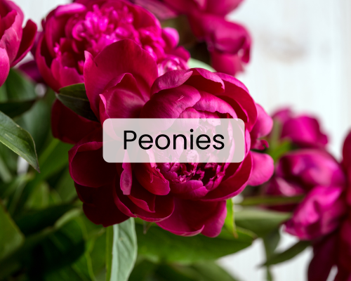 Dark Pink Peonies 
