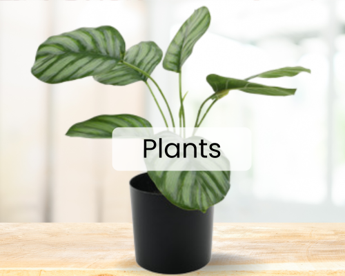 Potted Plant