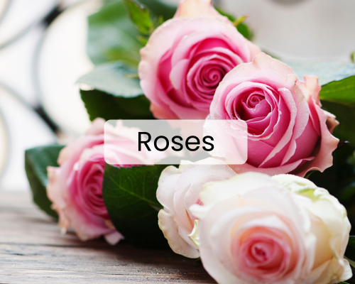 Pink roses 
