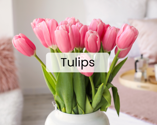 Pink Tulips in vase 