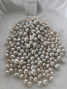 South Sea White - 10 - - 16mm - CCL - / DAPCHA - <TAG> - S-5051