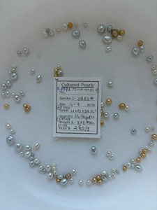 South Sea White - 4 - - 9mm - (BH) INDO S+W/S+DG KC 1 - <TAG> - S-6872
