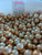 South Sea Natural Gold - 8 - - 18mm - G/LG/Y/CR MMBU 3+/3 - <TAG> - S-7112