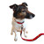 Mount Gay® Rum Dog Collar