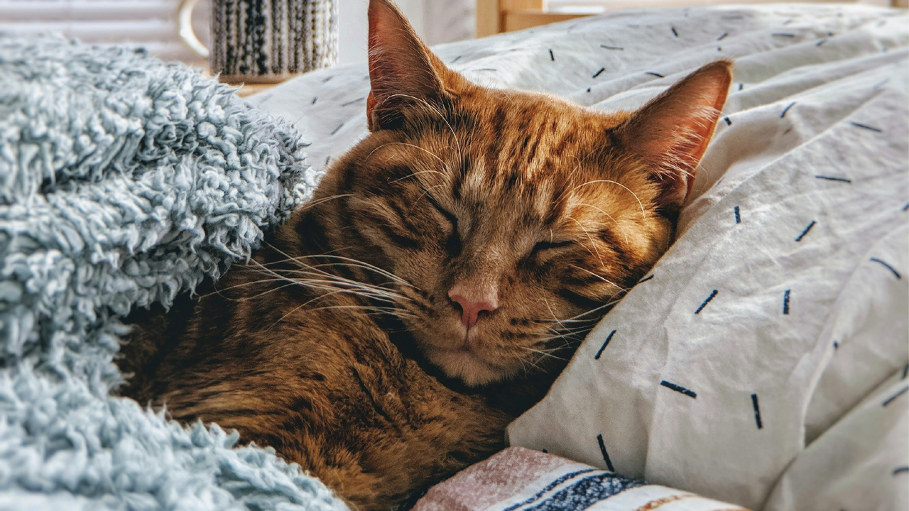 Tips to Keep Your Cat Cozy in Winter Tips to Keep Your Cat Cozy in Winter