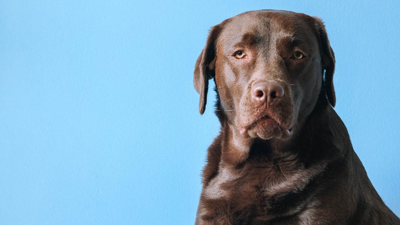 Recognising and Addressing Arthritis in Dogs: Keep an Eye on These Indications Recognising and Addressing Arthritis in Dogs: Keep an Eye on These Indications