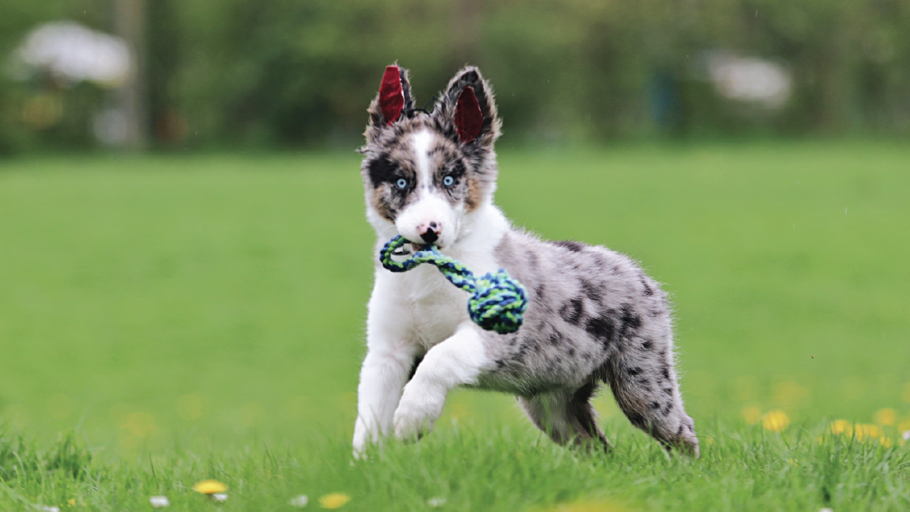 5 Surprising Benefits of Owning a Dog 5 Surprising Benefits of Owning a Dog