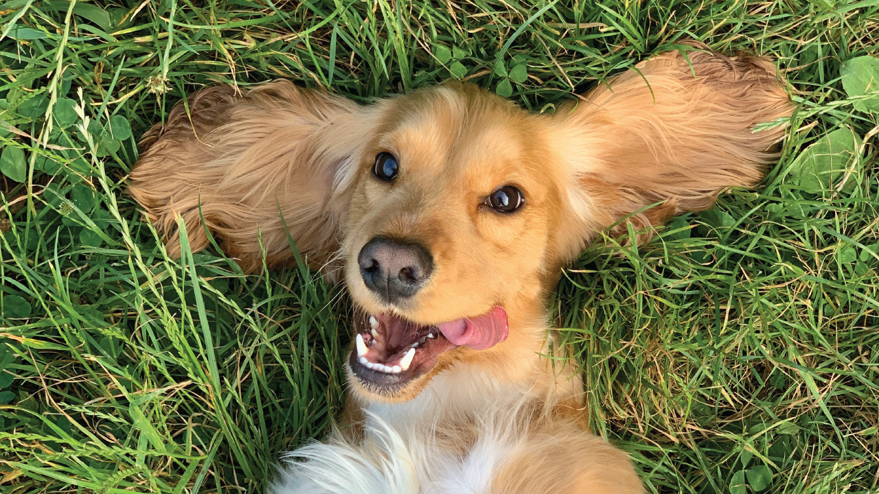 The Curious Case of Dogs Eating Grass: Why Does It Happen? The Curious Case of Dogs Eating Grass: Why Does It Happen?
