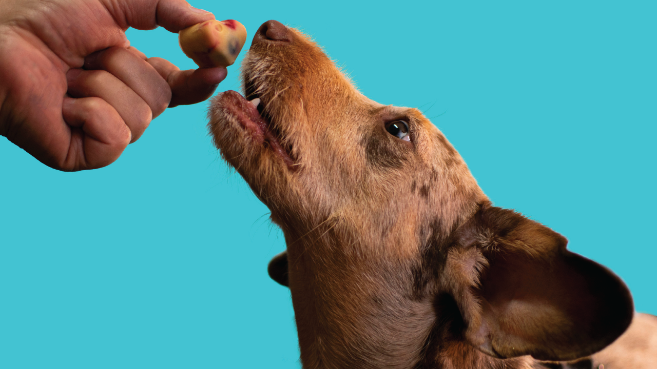 Are Supplements Necessary for Your Dog's Health? Are Supplements Necessary for Your Dog's Health?