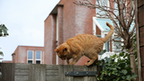 Why Do Cats Spray? Understanding and Stopping Urine Marking