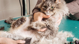 Taming the Fur: A Guide to Reducing Cat Shedding