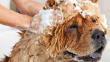​Giving Your Dog an Oatmeal Bath: A Soothing Remedy for Skin Irritations